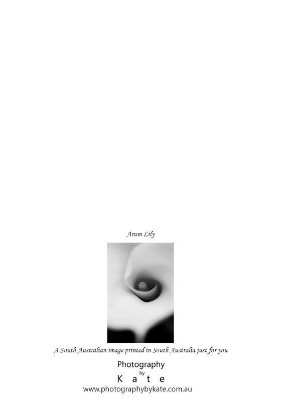 Arum Lily Card Final2