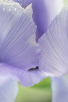 Photographing Irises