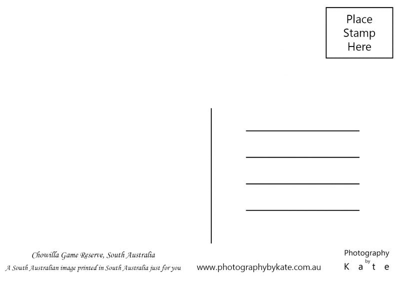 Chowilla Reserve Postcard Product2