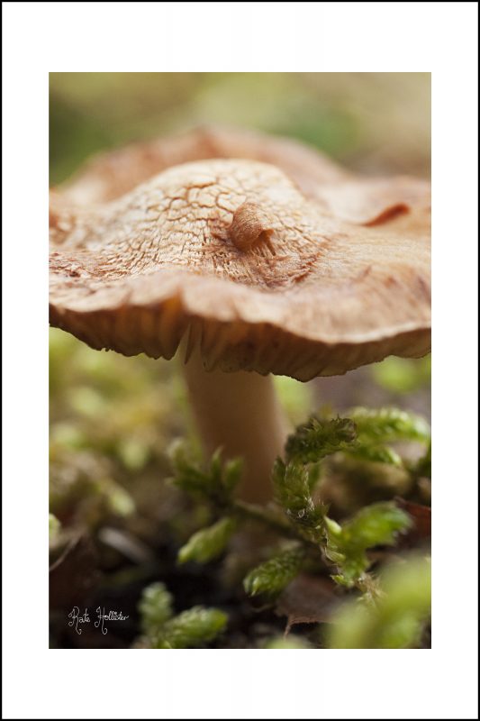 Common Bonnett Mushroom Mounted Print