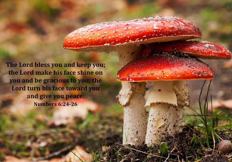 Mushroom Landscape Card Text