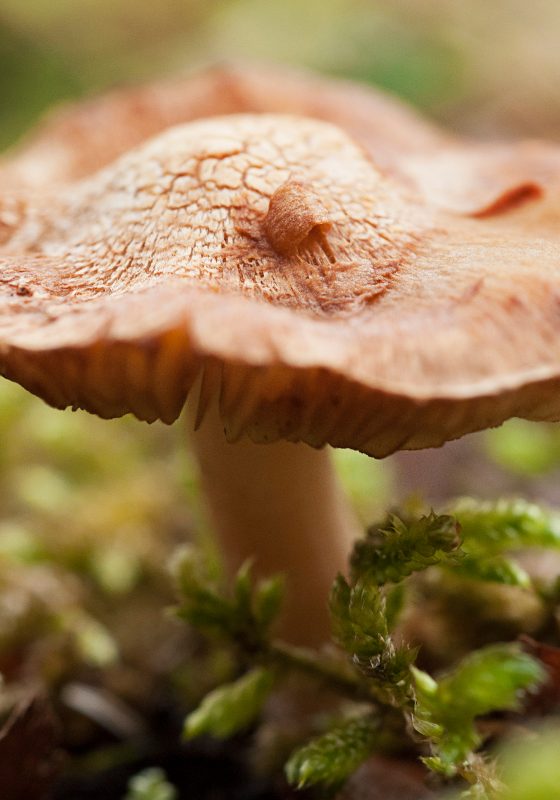 Mushroom Portrait Card