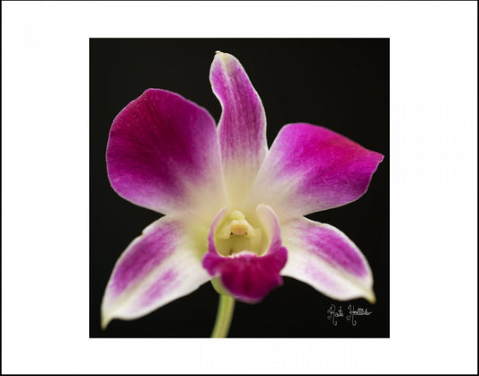 Orchid 2019.04.01_0048 8x8 Website