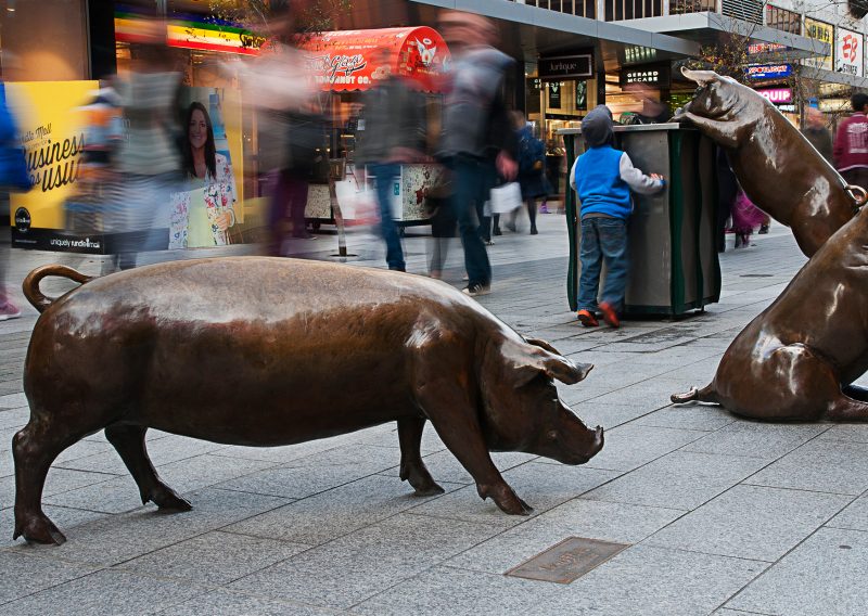 Rundle Mall Pigs Postcard Product