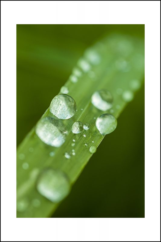 Water Droplet Mounted Print
