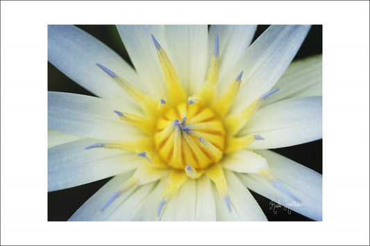 Water Lily Mounted Print